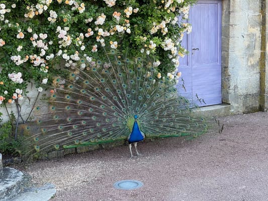Dordogne Trip, May 2026: photo 39 of 102