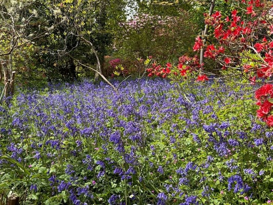 Drive it Day – Exbury Gardens, April 2026: photo 16 of 26